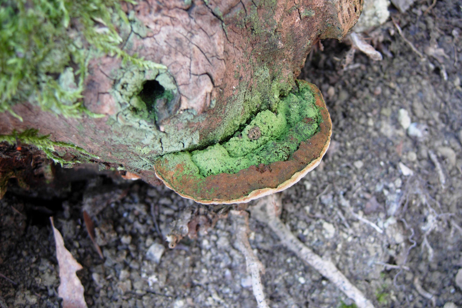 Funghi da dieci centesimi